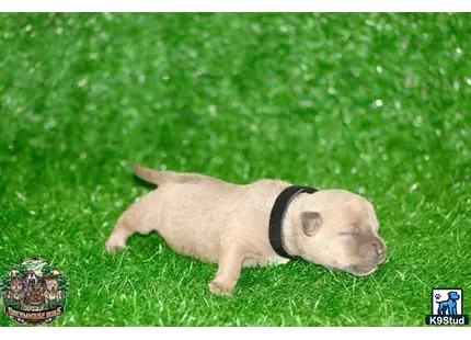 a american bully dog in the grass